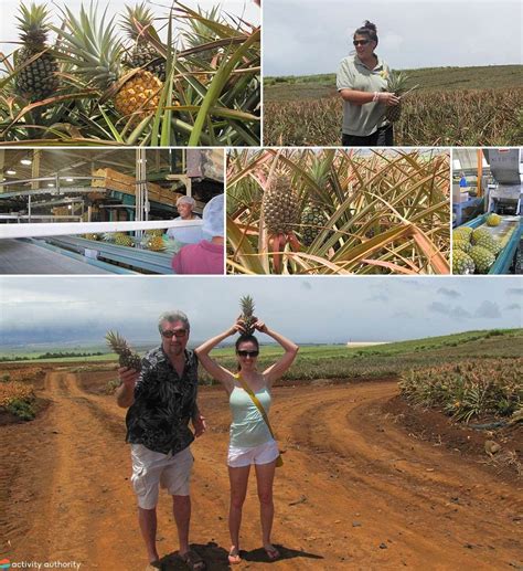 Maui Pineapple Tour - The Best Pineapple Farm Tour