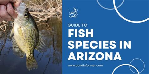 Freshwater Fish Species in Arizona (ID + Pictures) - Pond Informer