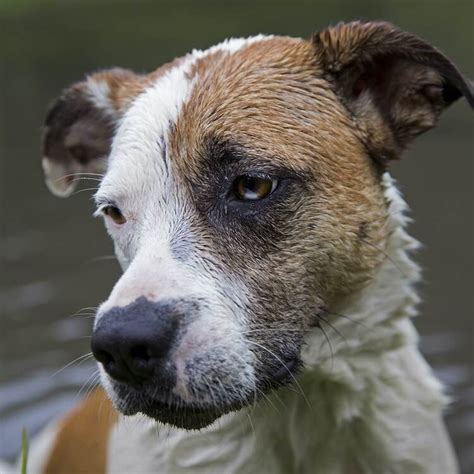 Blue Heeler Lab Mix: Breed Origin, Traits & Diet Guidelines