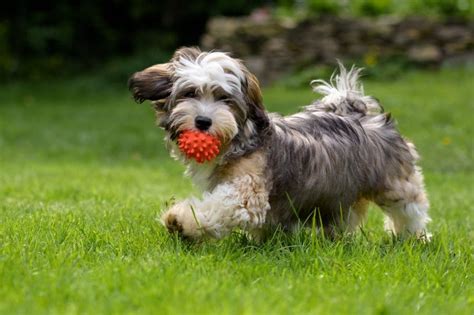 Havanese Dog Breed: Characteristics, Care & Photos | BeChewy