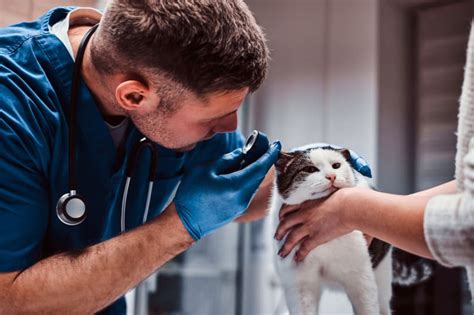 Why Are Regular Veterinary Checkups Important? | Baltimore