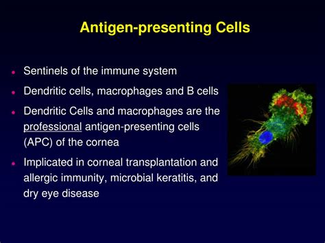 PPT - Antigen-presenting Cells PowerPoint Presentation, free download ...