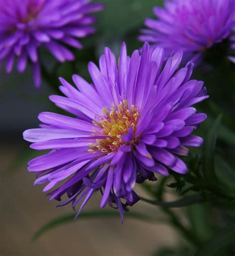 Cool Aster Flower Pic 20+