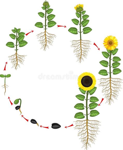 Sunflower Life Cycle. Growth Stages from Seed To Flowering and Fruit ...