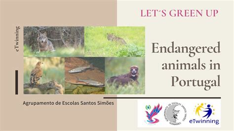 Endangered Animals in Portugal (Espécies Ameaçadas em Portugal) - YouTube