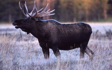 HD wallpaper: brown moose, bull moose, portrait, close up, profile, wildlife | Wallpaper Flare