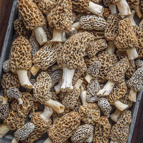 Morel Mushrooms: Identification, Varieties, Harvesting and Cooking