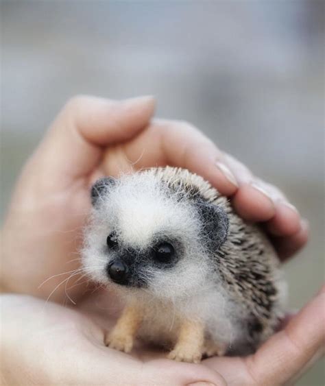 Cute Small Mammals - Pets Lovers