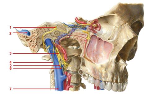 Diagram of Week 4: Cranial Nerves that exit through Jugular Foramen ...