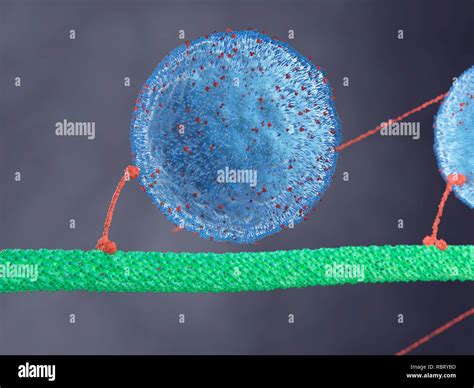 Illustration of a motor protein Stock Photo - Alamy