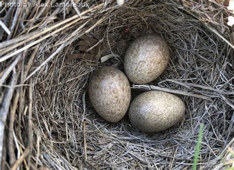 Horned Lark - East Cascades Bird Alliance