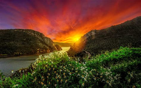 Camomile flowers at sunset, river, camomile, beautiful, flowers, sky ...