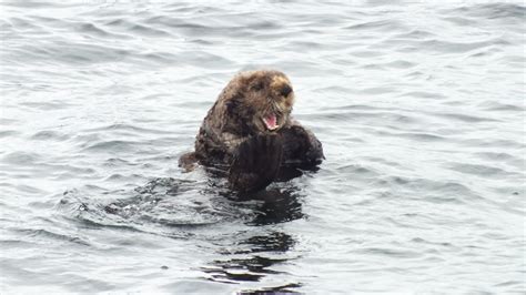 More Otters from Sitka Alaska | Endless Forms Most Beautiful