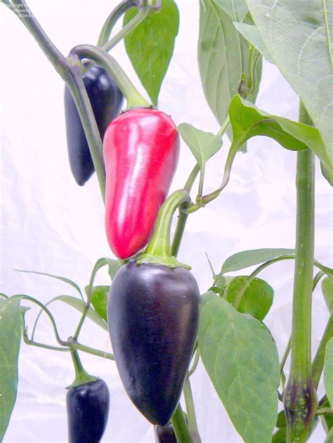 PlantFiles Pictures: Hot Pepper, Jalapeno Pepper 'Purple Jalapeno ...