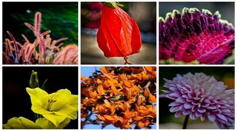 Flora And Fauna At Jim Corbett National Park | Blog