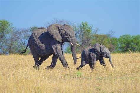 8 of the Biggest Babies in the Animal Kingdom