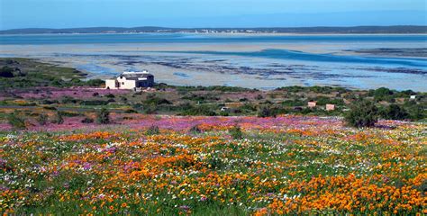 Flower Power: Your Guide To West Coast Flower Season | Travelstart Blog