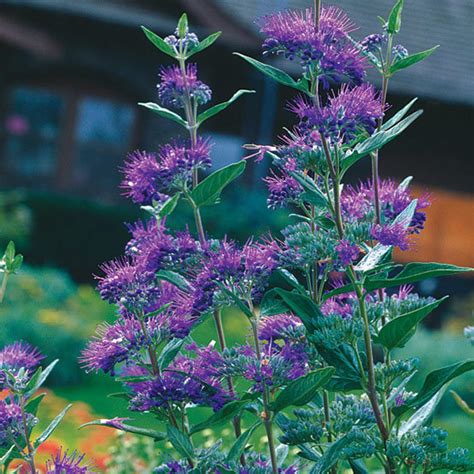 Blue beard, Blue-spirea, Blue-mist shrub - FineGardening