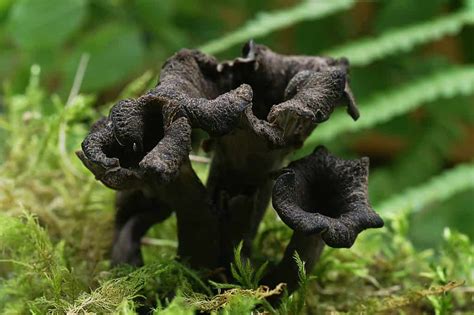 Black Trumpet Mushrooms: A Complete Guide