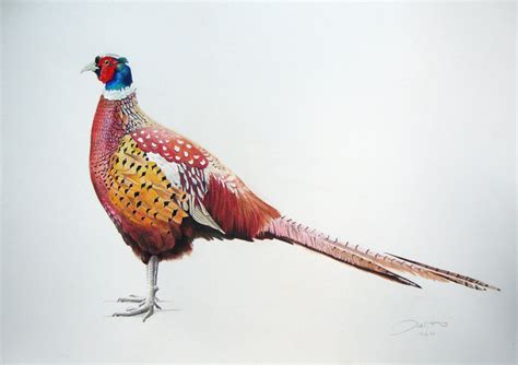 Pheasant profile Pencil drawing by Joanne Hill | Artfinder