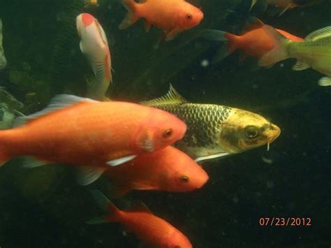 Whats the Best Water Temperature for Goldfish in a Tank or Pond?