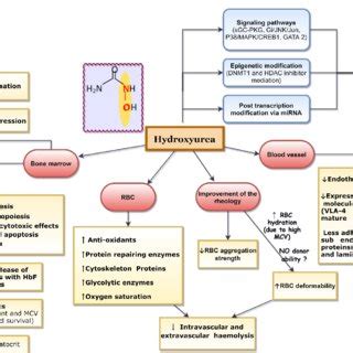 Effects of hydroxyurea in haemoglobinopathies. Hydroxyurea exerts... | Download Scientific Diagram