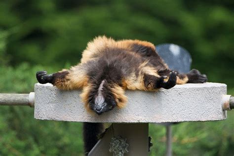 And this lemur, who is THIS close to giving up on you: | 17 Lemurs Who Aren't Mad, They're Just ...