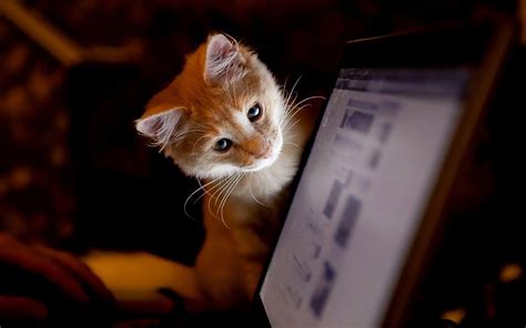 Cat Laptop Wallpapers - Top Free Cat Laptop Backgrounds - WallpaperAccess