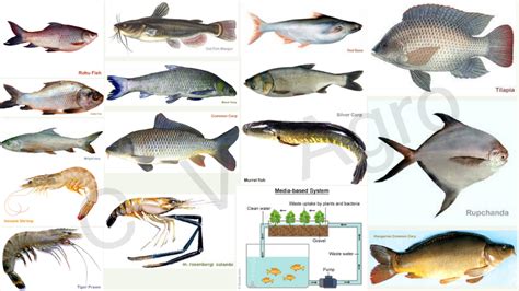 Fish Farming - C V Agro | Fish farming, Fish, Fish farmers