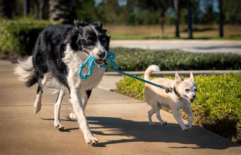 Understanding Dog Breeds, Both Little and Big Dogs