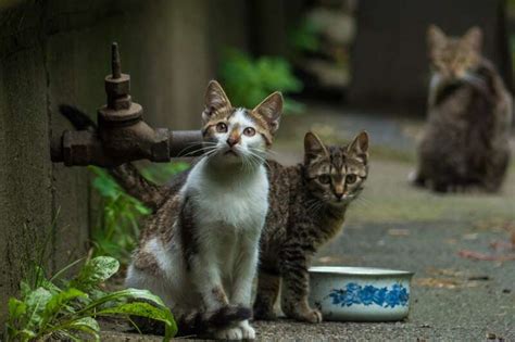 Benefits And Drawbacks of Feeding Stray Cats (Explained 2023)