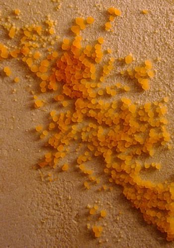 Orange Mold in Bathroom | Orange Mold