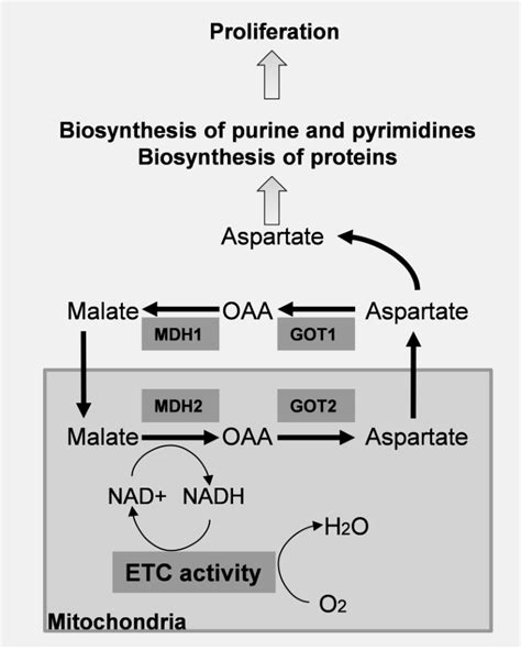 Role of ETC activity in the aspartate synthesis. OAA: oxaloacetate,... | Download Scientific Diagram