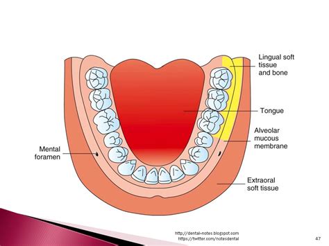 Dental Notes: Long Buccal Nerve Block NOTES