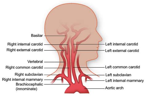 Common Carotid Artery - Stepwards