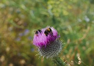 Bumblebees and Bee on Thistle | A lot of bumblebee activity … | Flickr