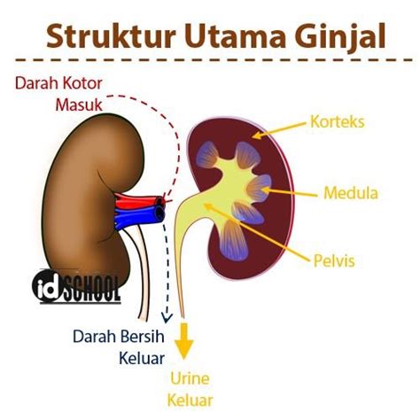 Gambar Ginjal Dan Bagiannya – retorika