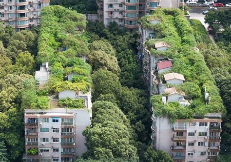 AZOTEAS VERDES: BENEFICIOS PARA EL CONSUMO DE ENERGÍA