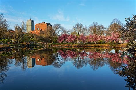 Beautiful Spring Trees on the Charles River Boston MA Prudential ...