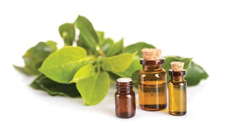 Yoga and Aromatherapy - Camphor Oil | Om Yoga Magazine