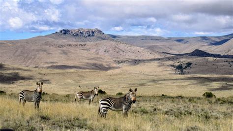 Mountain Zebra National Park - Map & Safari Guide