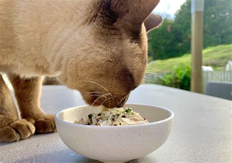 Vet Approved Homemade Cat Food Recipes: Ultimate Guide.