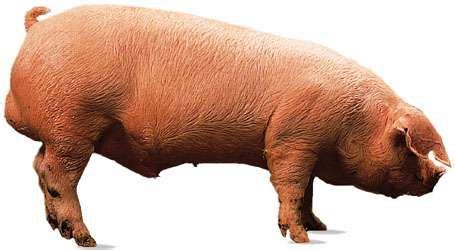 Landrace | breed of pig | Britannica.com