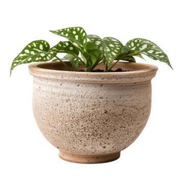 Isolated Of Spotted Betel On Clay Pot, Plant, Branch, Foliage PNG ...