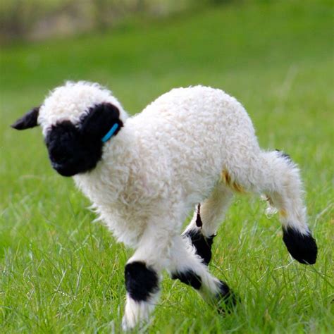 42 best images about Valais Blacknose Sheep on Pinterest | Shops, Sheep and For sale