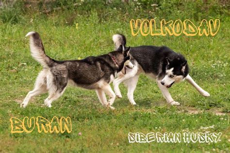 Russian Dog Names – 80 Ideas and Their Meanings