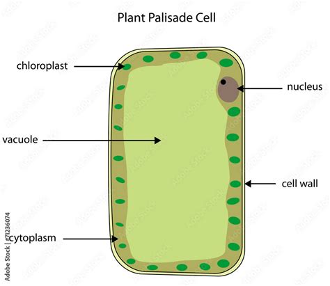 Labelled diagram of plant palisade cell Stock Vector | Adobe Stock