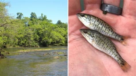 Florida's Shoal Bass Preservation Efforts - The Fishing Wire