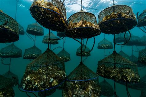 New opportunity for a sustainable oyster aquaculture industry on the Texas Gulf Coast ...