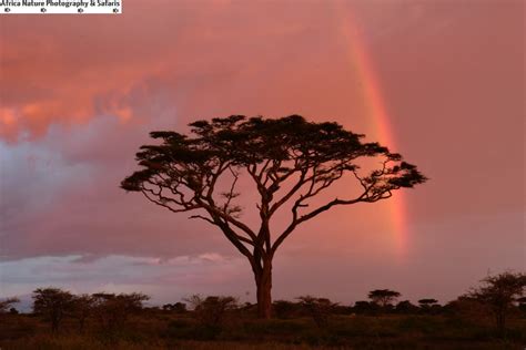 Africa Nature Photography · Photography